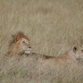  The Serengeti, TZ